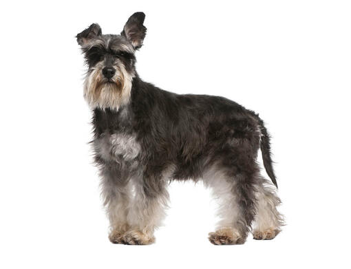 small miniature schnauzer