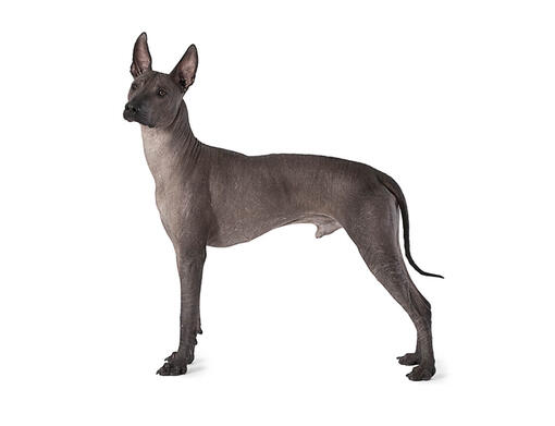 xoloitzcuintli small