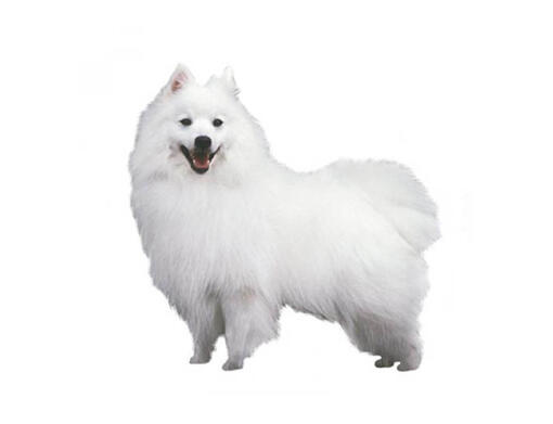 small japanese spitz