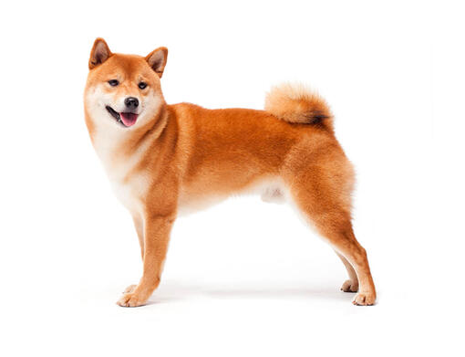 shiba inu small breed