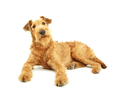 small irish terrier