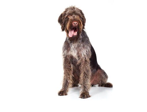 large breed wirehaired dogs