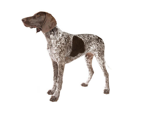 german straight haired pointer