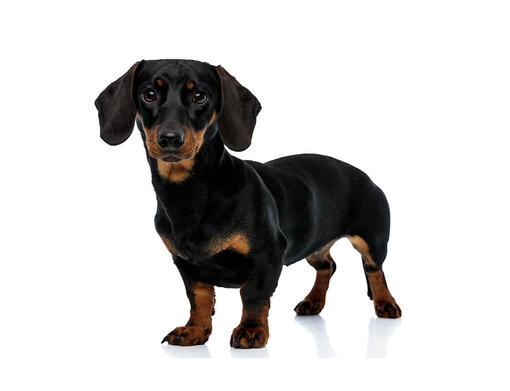 full size sausage dog