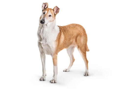 smooth collie pictures