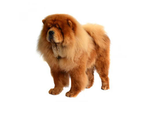 done deal chow chow