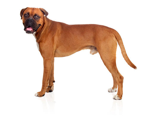 large boxer