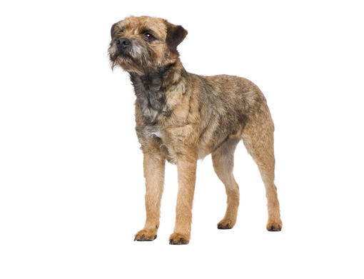 long haired border terrier