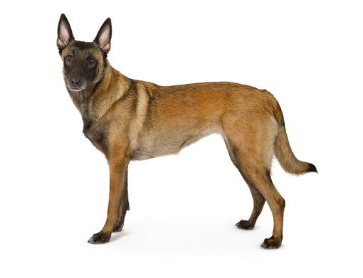 belgian malinois coats