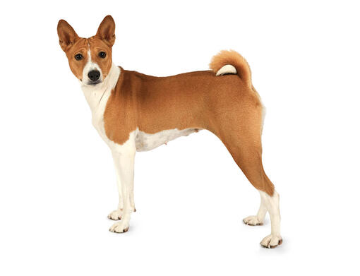 Basenji Dog Breed Information Purina