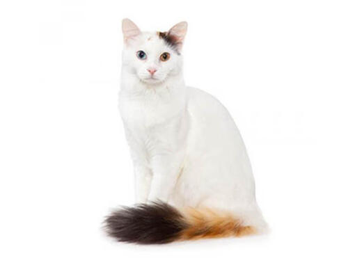 turkish van cat breed information purina