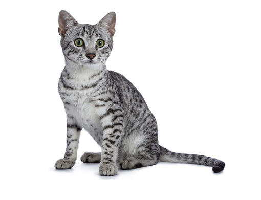 Egyptian Mau Cat Breed Information Purina