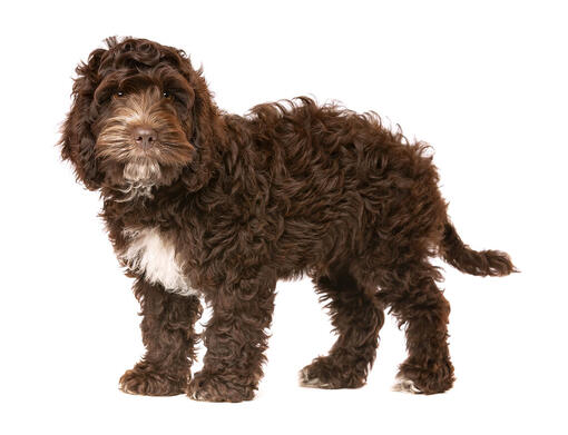 adult chocolate cockapoo