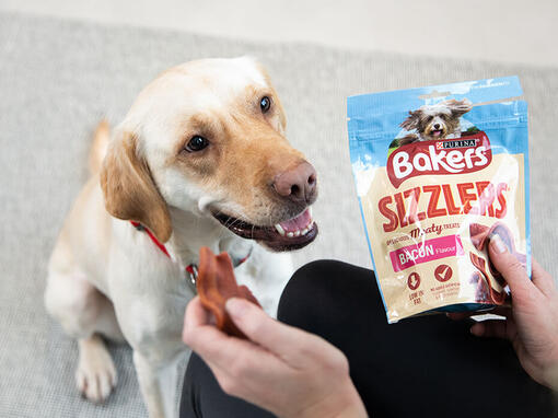 labrador looking up at a Bakers sizzler treat