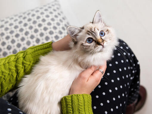 kitten sitting on someone's lap