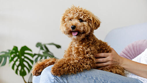 Toy maltipoo breeders clearance