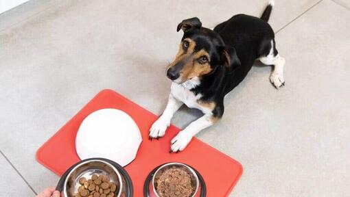 Small dog with wet and dry food bowls