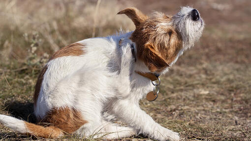 what does red mange look like on a dog