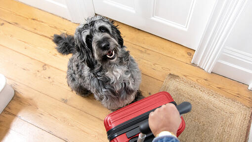 dog looking up at owner with suitcase
