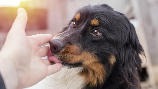 what does it mean if your dog licks the wall