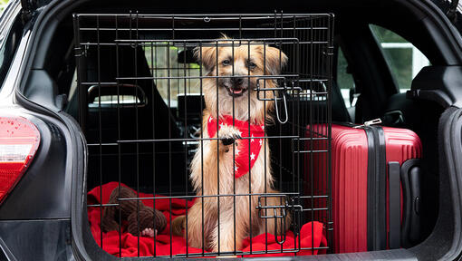 Puppy Car Travelling Tips Every Owner Should Know | Purina