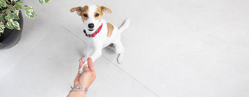 puppy giving paw