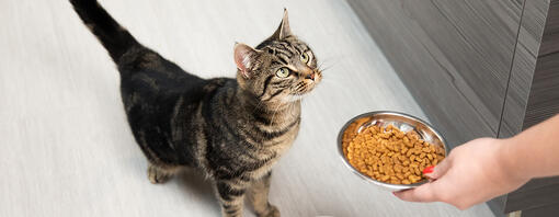 cat looking up at food