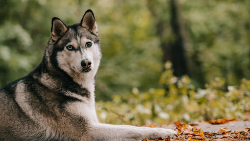 8 Wonderfully Unique Russian Dog Breeds | Purina 8 Wonderfully Unique Russian Dog Breeds | Purina
