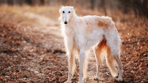 Borzoi dog standing in the field