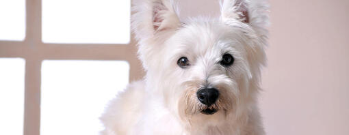 West Highland Terrier at the Veterinarian's Office