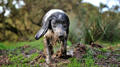 Dog in the mud