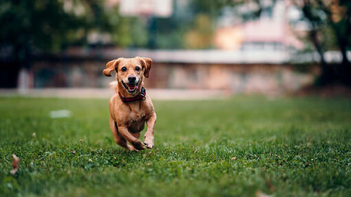 Dog running on the grass