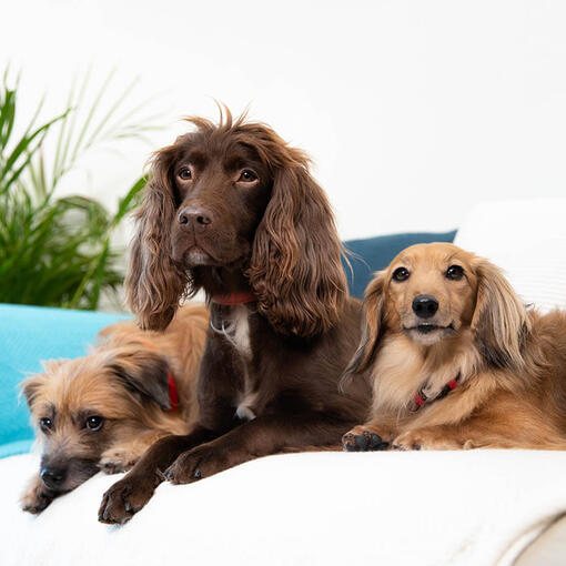 Breed selector Dogs