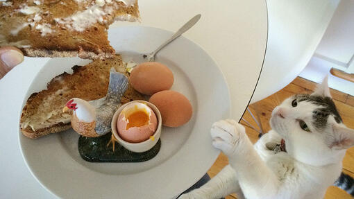 The cat tries to get a boiled egg from the owner's plate