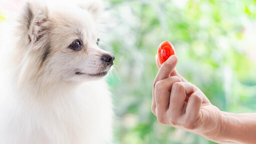 can dogs eat lettuce and tomatoes