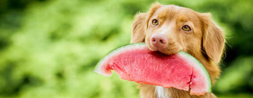 Dog holding watermelon piece in the mouth