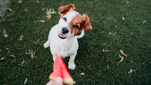 are dogs allowed to eat watermelon