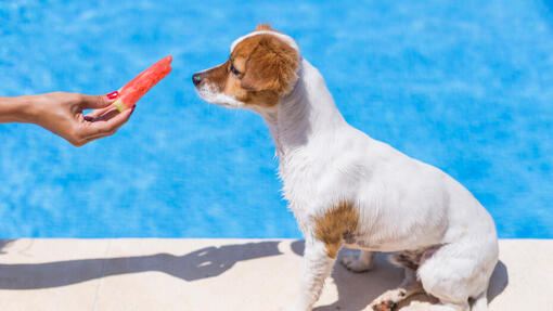 Dog watching on the watermelon piece