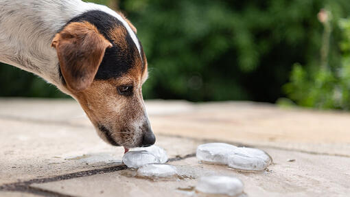 dog eating ice cream