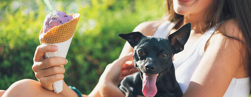 Happy teenage girl with dog eating ice cream