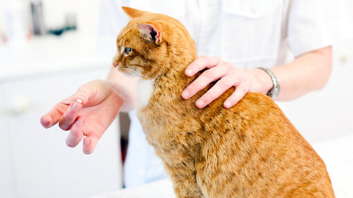 Cat on the vet's check