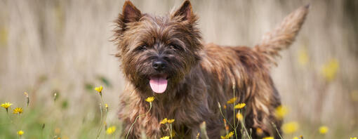 Dog in the field