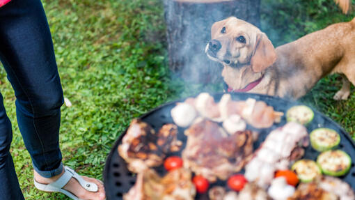 Dog looking at owner on the barbecue
