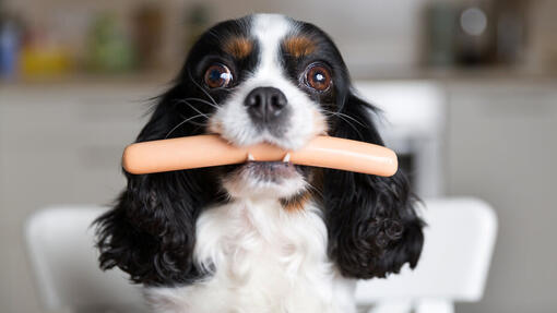 Dog with sausage in the mouth