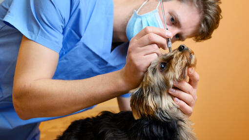 Vet checking a dog's eye