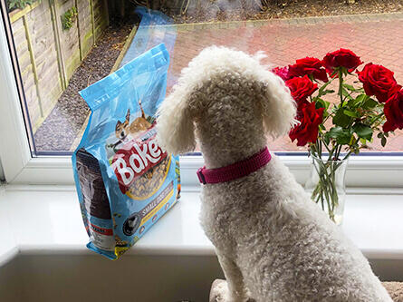 Dog looking out the window with Bakers
