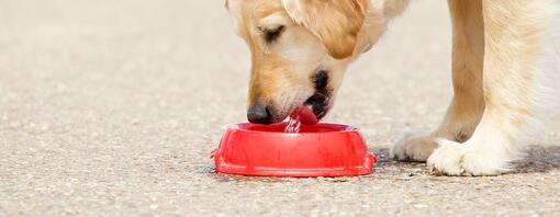 Dog drinking water out of a red bowl