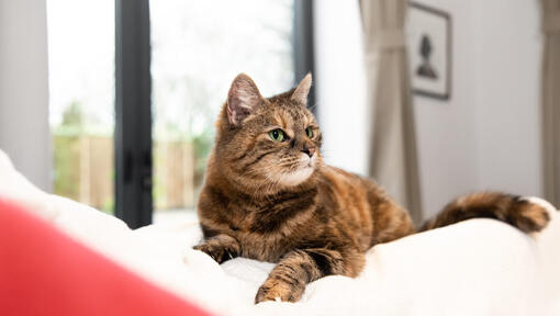 Brown cat with green eyes sitting on the bed and looking away.