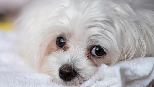 White fluffy dog looks at the camera