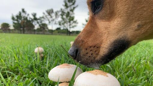 Brown dog sniffing mushrooms